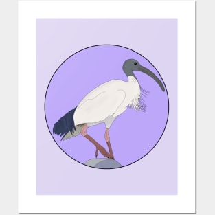 Bin Ibis Bird Posters and Art